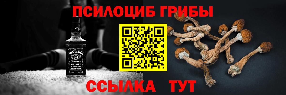 Псилоцибиновые грибы Cubensis Северск
